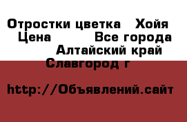 Отростки цветка  “Хойя“ › Цена ­ 300 - Все города  »    . Алтайский край,Славгород г.